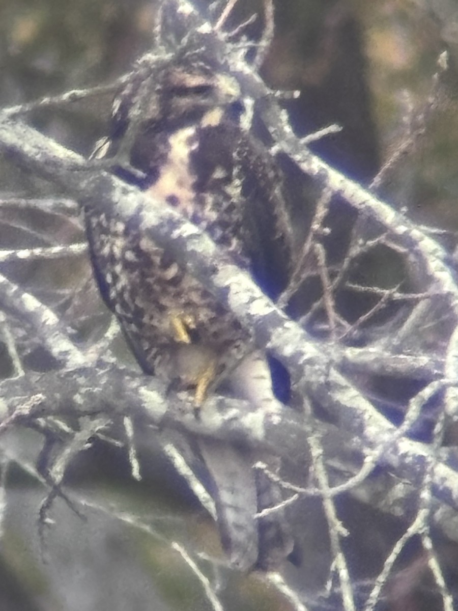 Swainson's Hawk - ML645363826