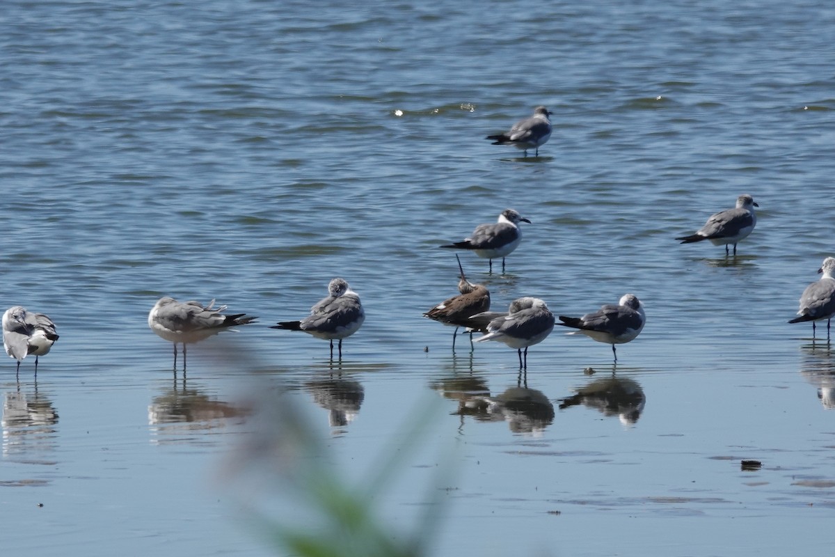 Hudsonian Godwit - ML645363832