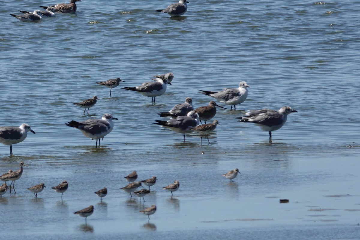 Hudsonian Godwit - ML645363834