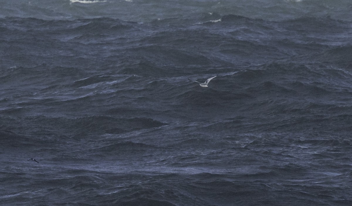 krykkje - ML645363835