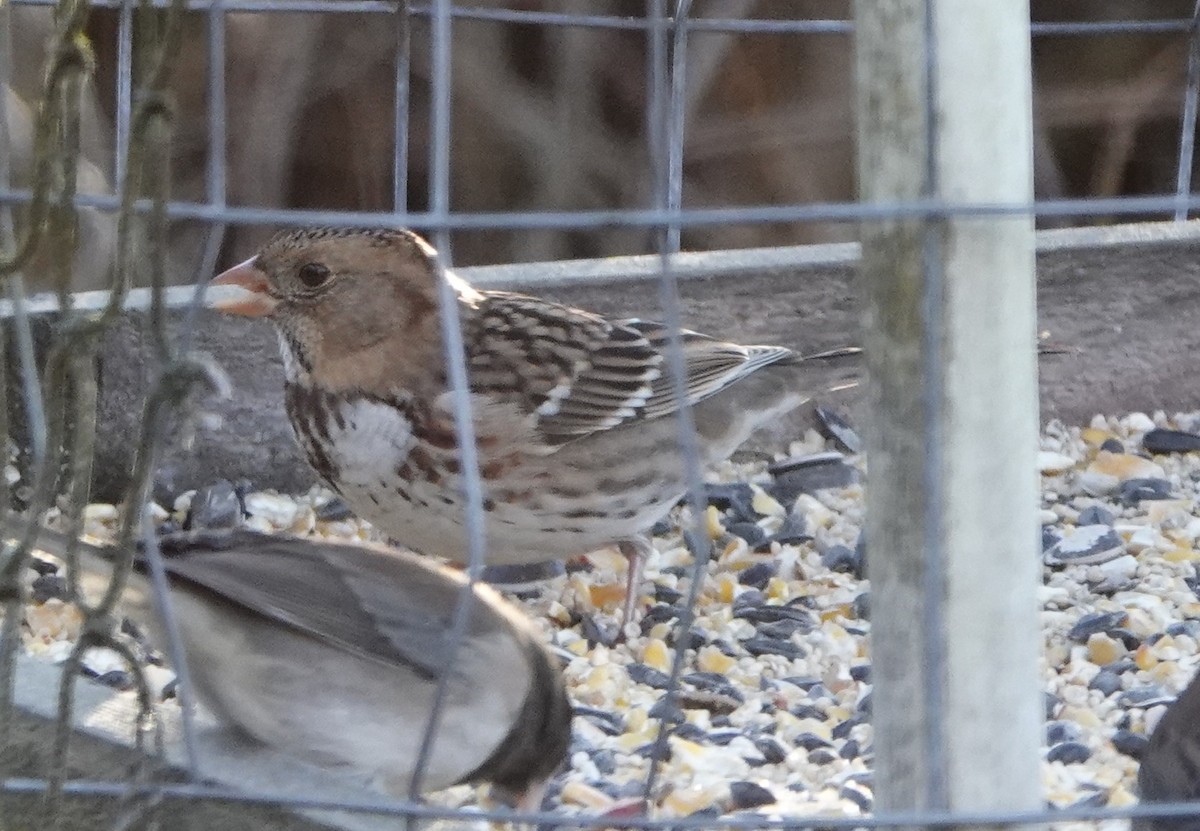 Harris's Sparrow - ML645363836