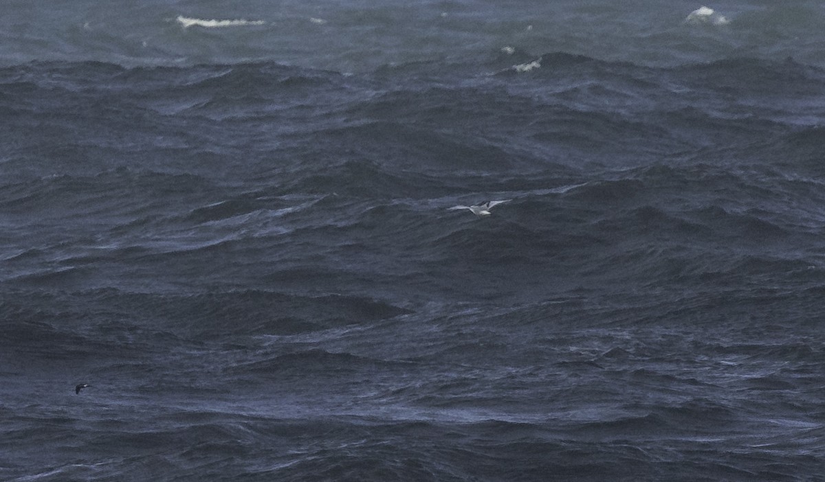 krykkje - ML645363846