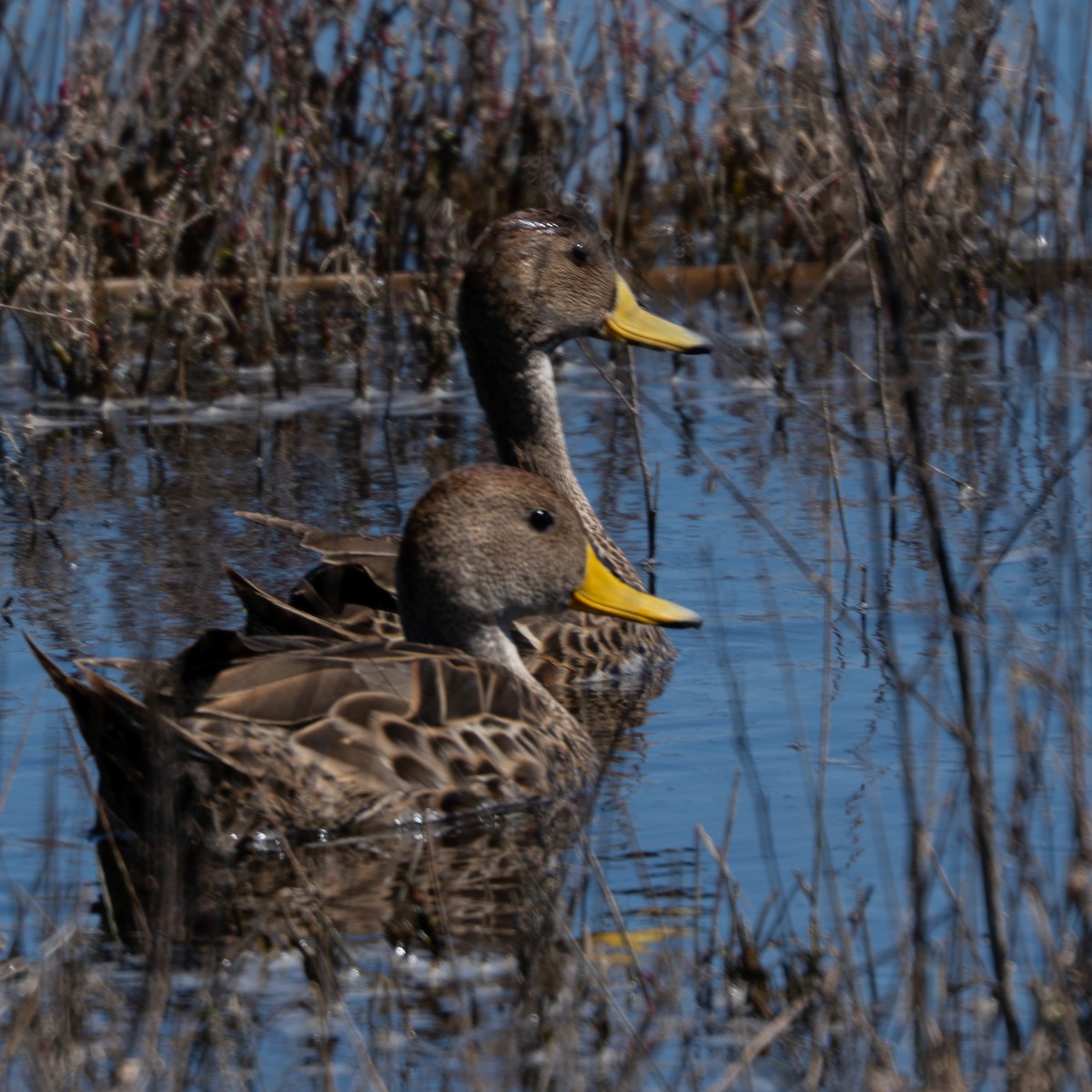 Yellow-billed Pintail - ML645363848