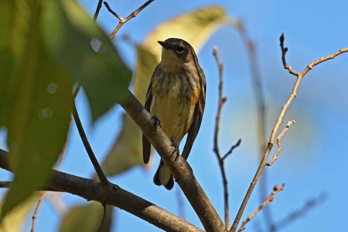 Yellow-rumped Warbler - ML645363849