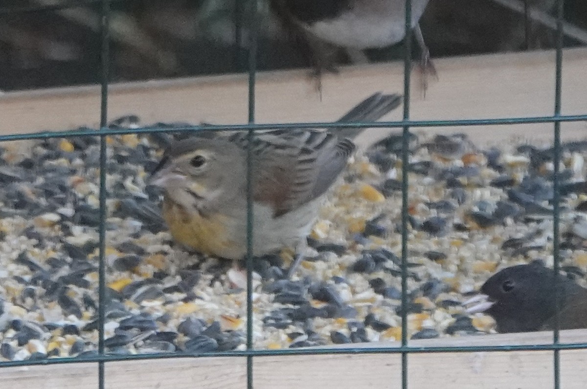 Dickcissel - ML645363854