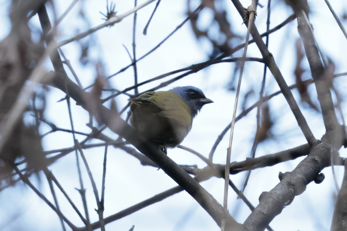 Blue-capped Tanager - ML645363855