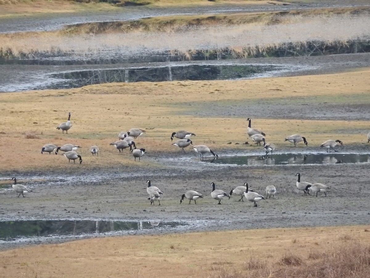 Канад галуу - ML645363857