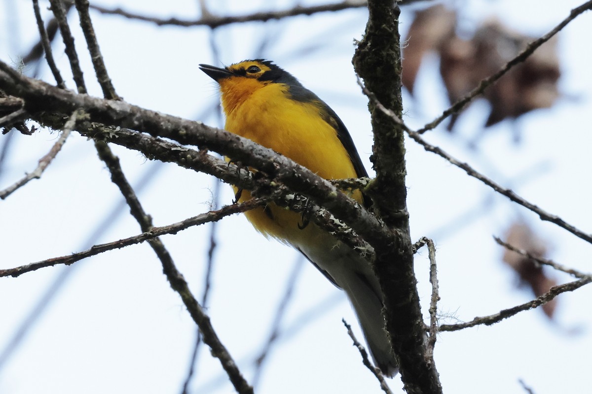 Spectacled Redstart - ML645363861