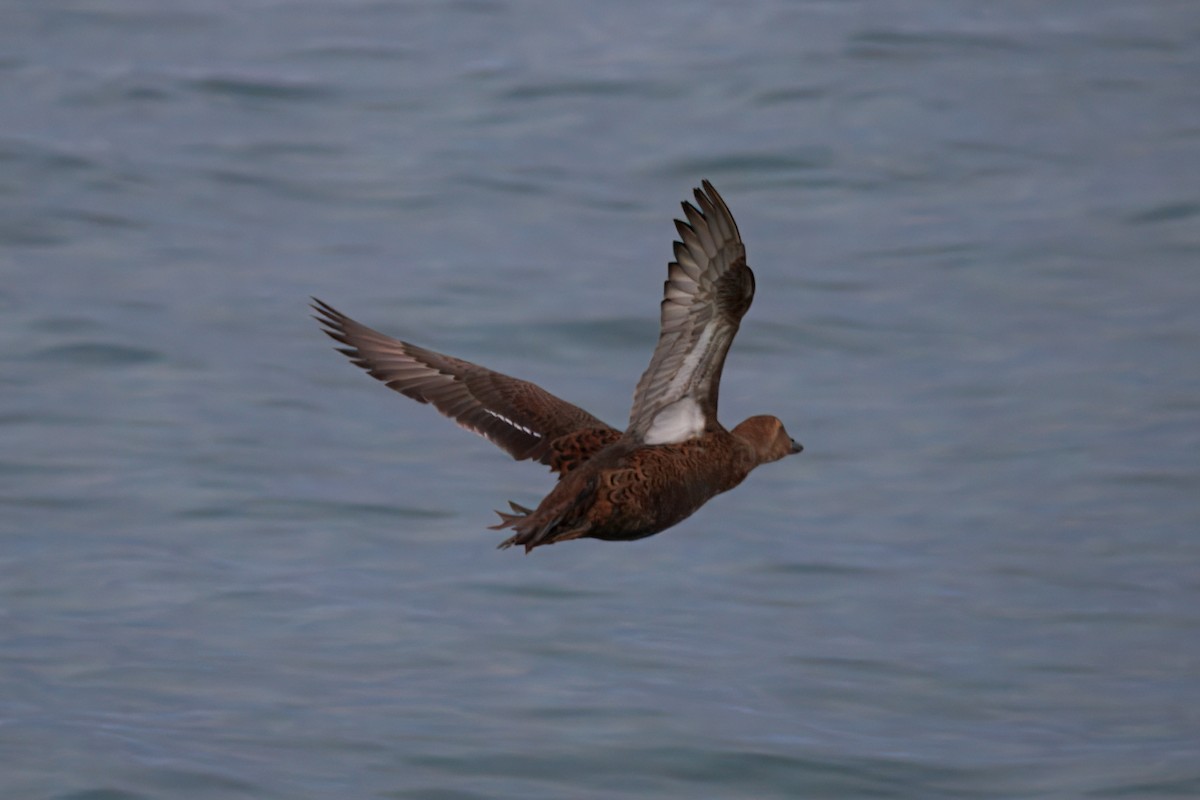 King Eider - ML645363872