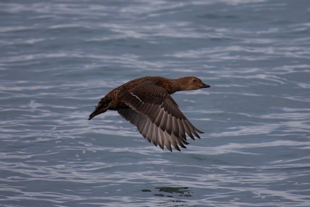 King Eider - ML645363873