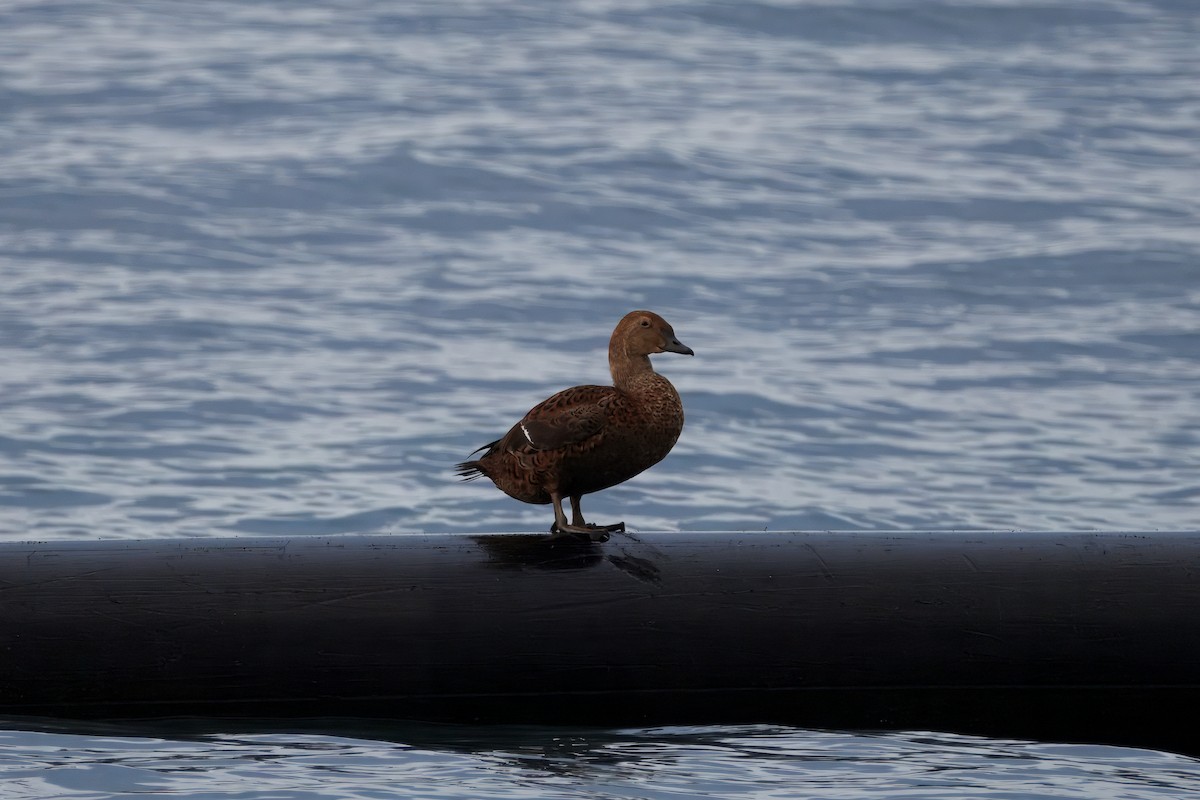 King Eider - ML645363874