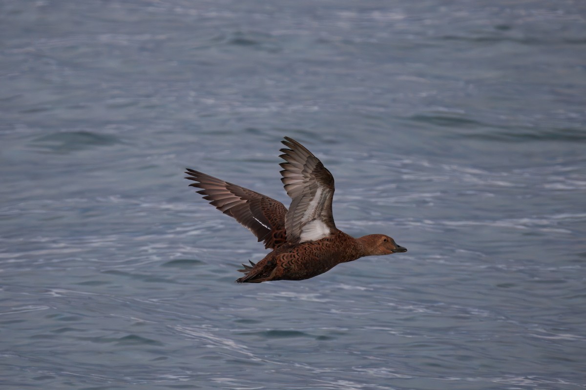King Eider - ML645363875