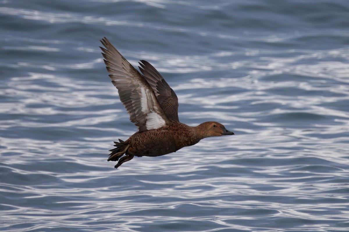 King Eider - ML645363876
