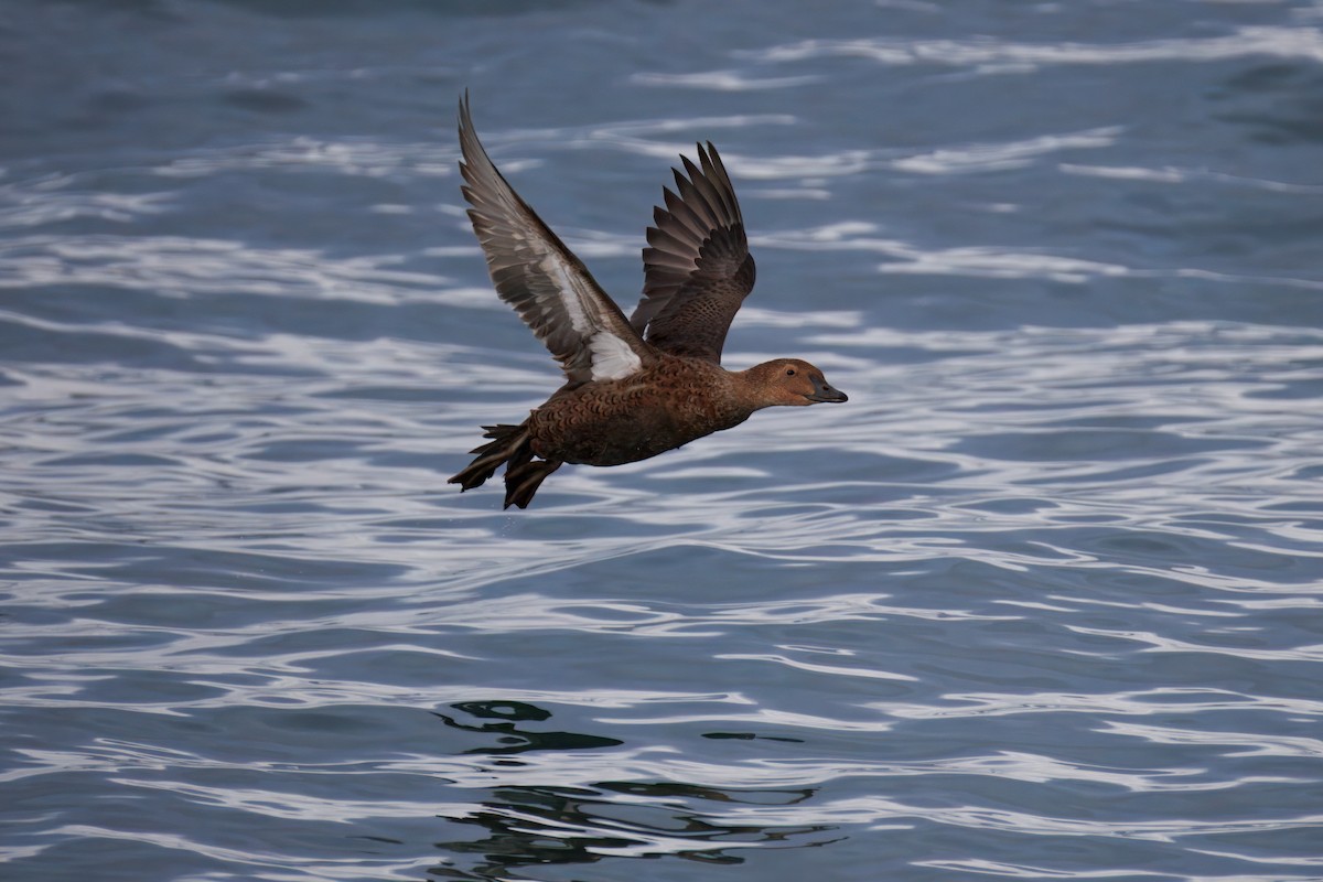King Eider - ML645363877