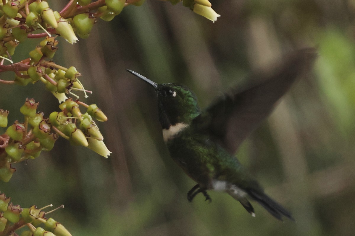Ametist Kolyeli Günmeleği - ML645363884