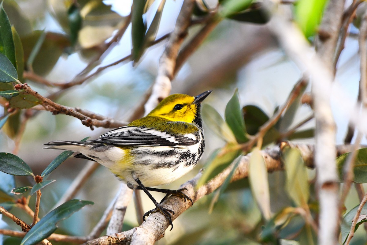 Black-throated Green Warbler - ML645363891