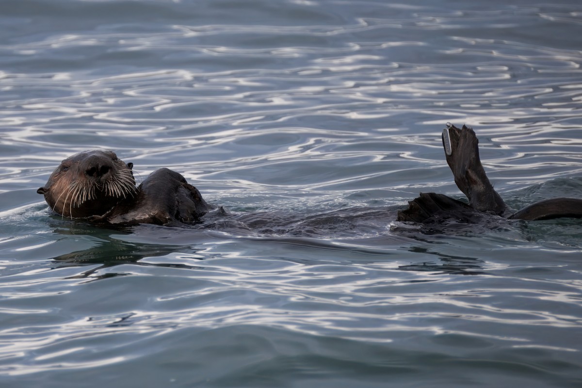Sea Otter - ML645363900
