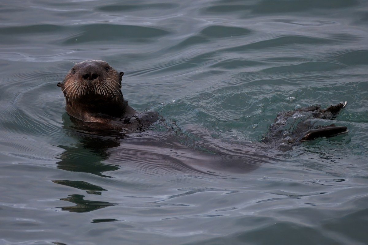 Sea Otter - ML645363901