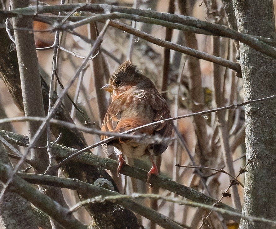 Fox Sparrow - ML645363927