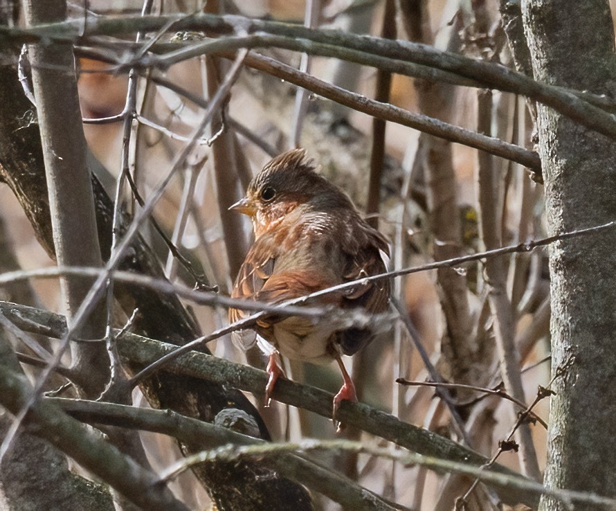 Fox Sparrow - ML645363928