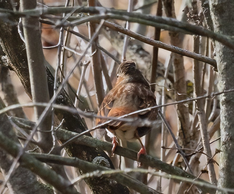 Fox Sparrow - ML645363929