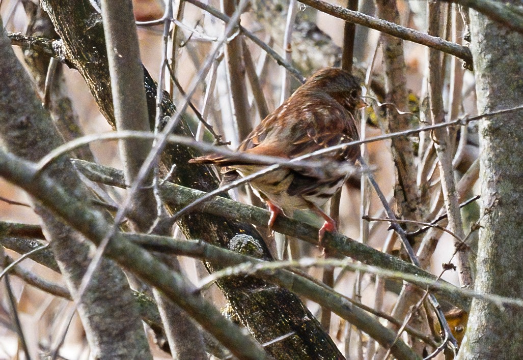 Fox Sparrow - ML645363930