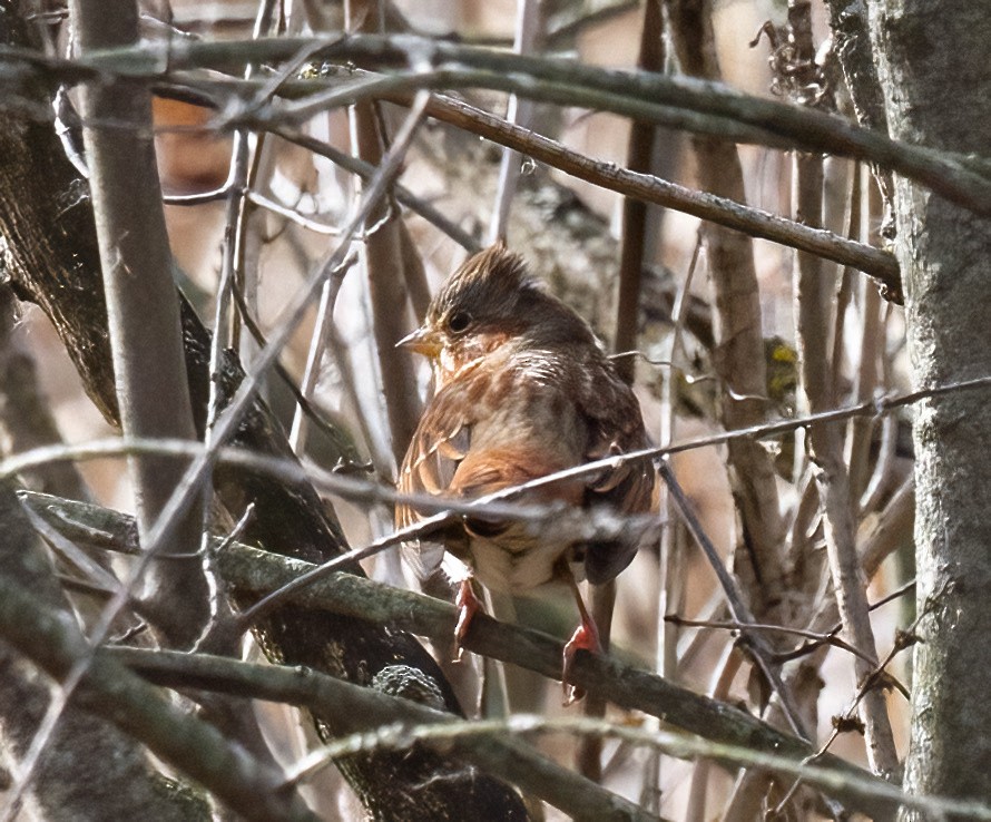 Fox Sparrow - ML645363931