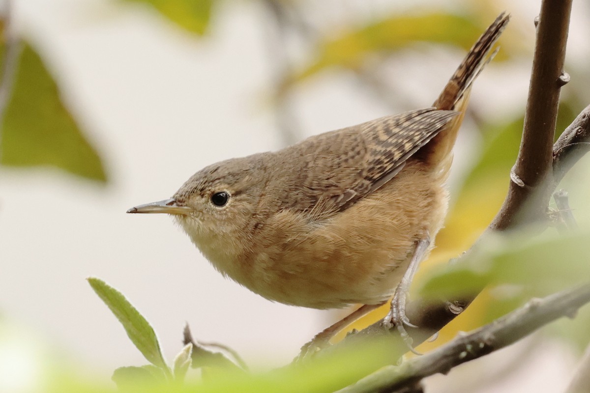 Southern House Wren - ML645363933