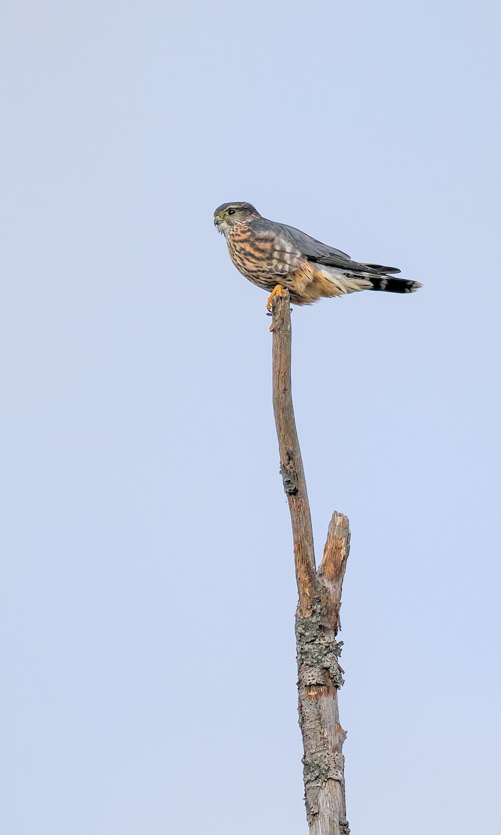 Merlin - ML645363934