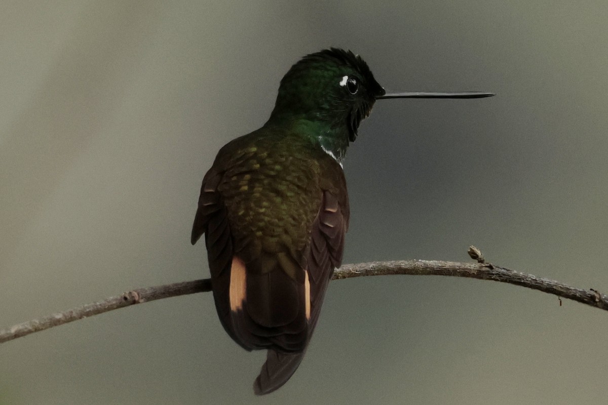 Violet-throated Starfrontlet - ML645363944