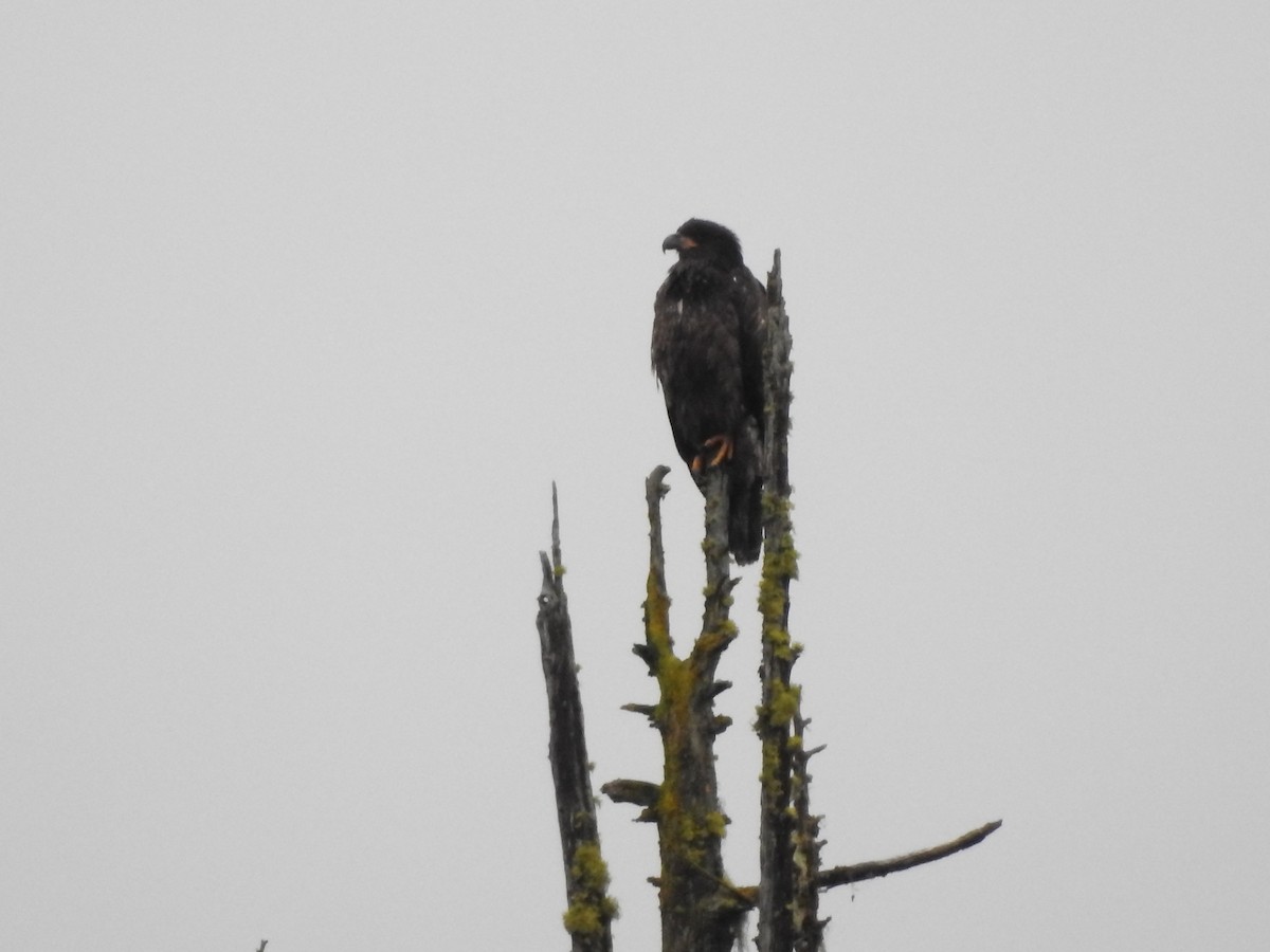 Bald Eagle - ML645363958