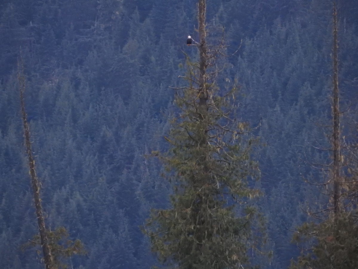 Bald Eagle - ML645363959