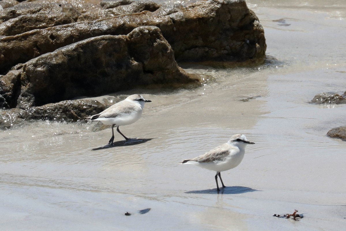 Белолобый зуёк - ML645363966