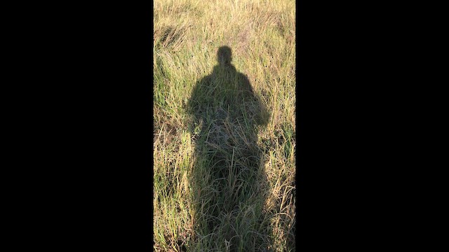 Пятнистый погоныш - ML645363974