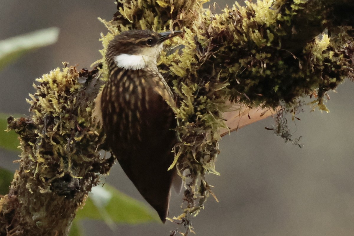 Streaked Tuftedcheek - ML645363994