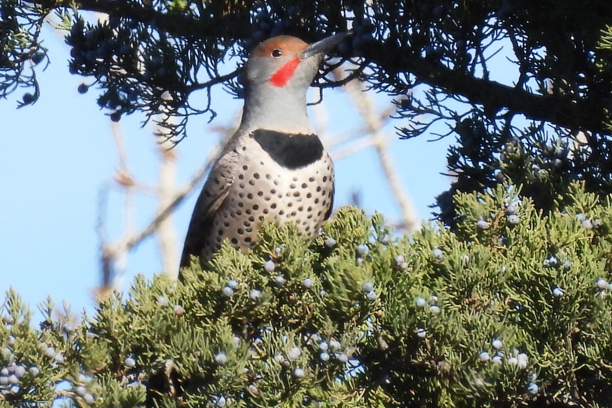 Northern Flicker (Yellow-shafted x Red-shafted) - ML645363999