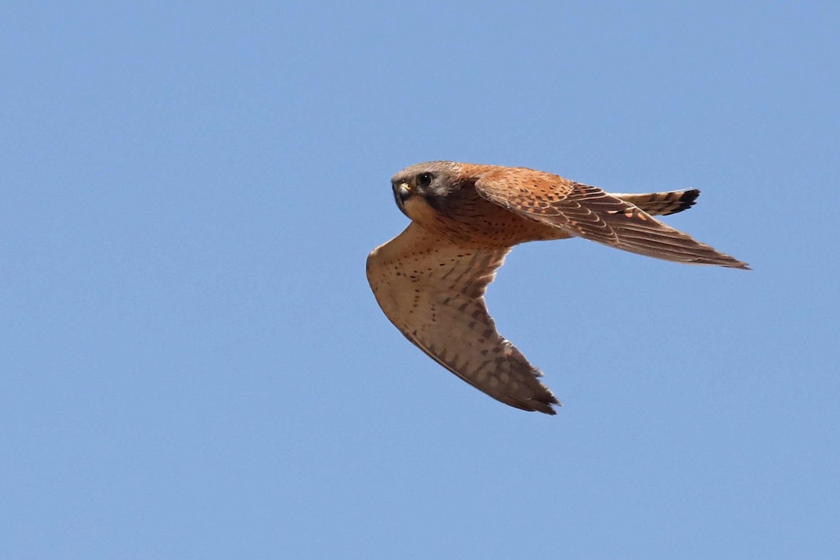 Rock Kestrel - ML645364003