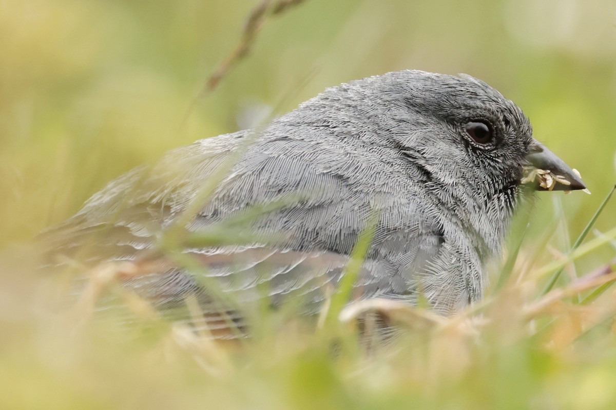 Plumbeous Sierra Finch - ML645364004