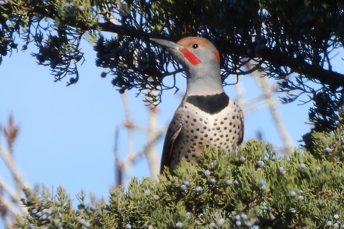 Northern Flicker (Yellow-shafted x Red-shafted) - ML645364011