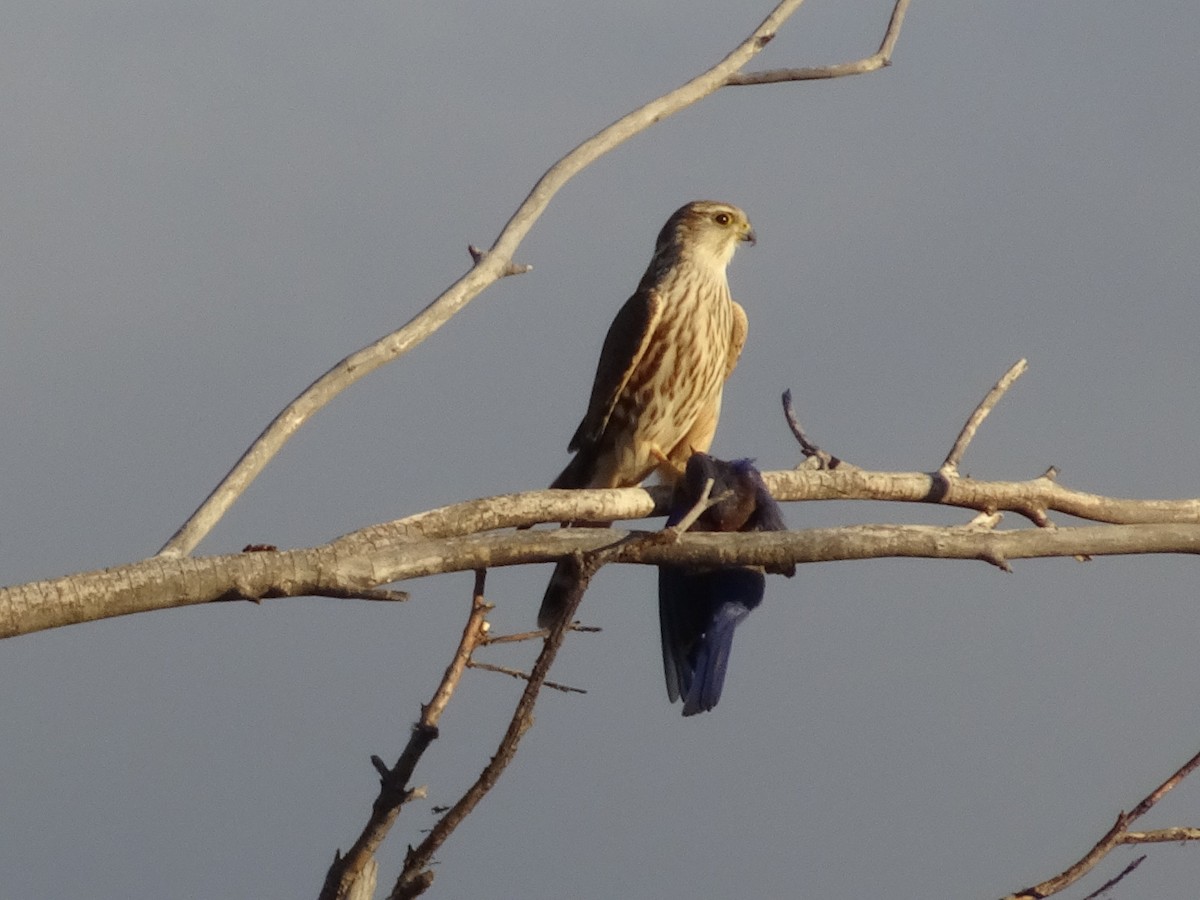 Smeriglio - ML645364018