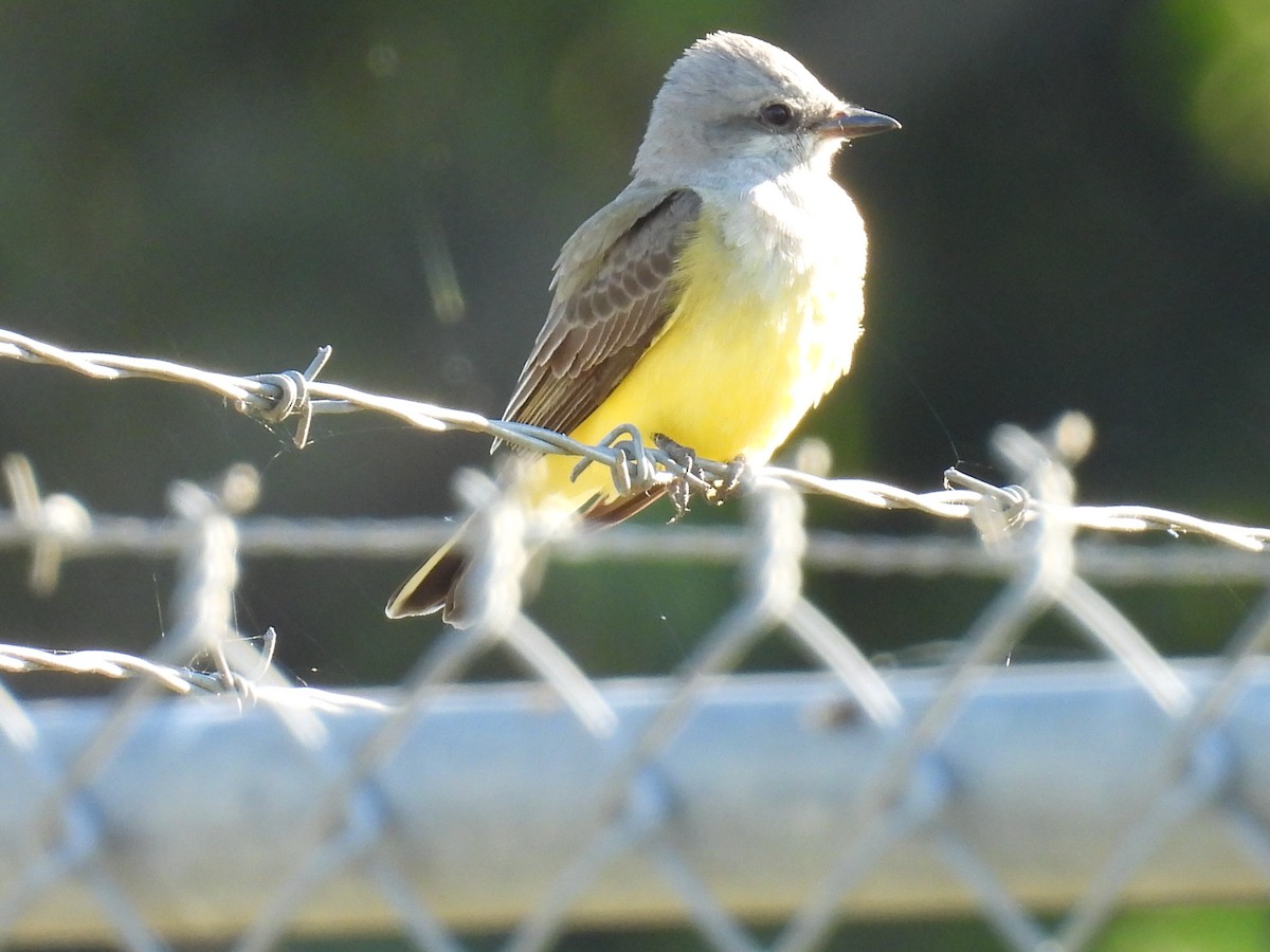 Western Kingbird - ML645364020