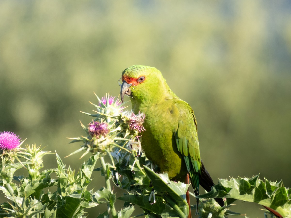 Slender-billed Parakeet - ML645364021