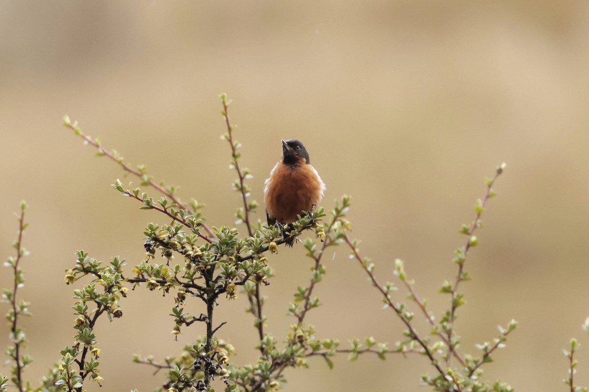 Black-throated Flowerpiercer - ML645364028