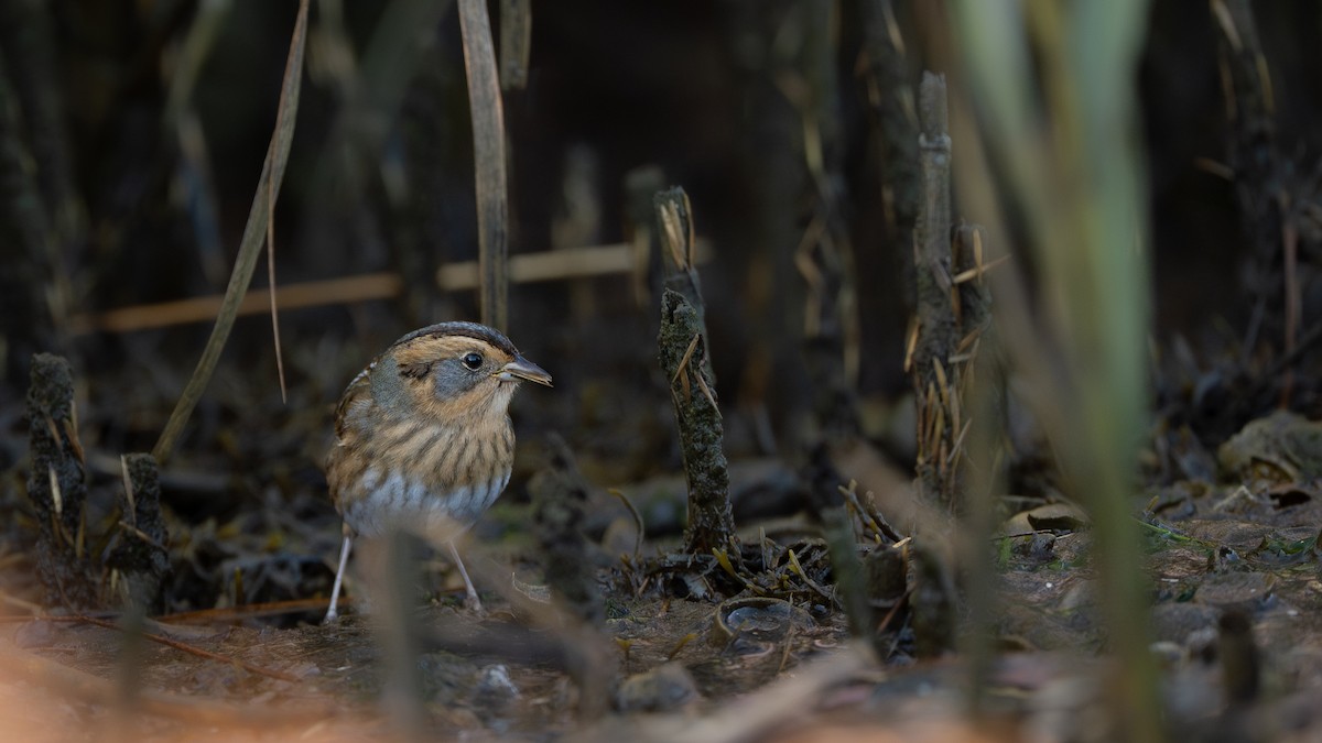 Nelson's Sparrow (Atlantic Coast) - ML645364032