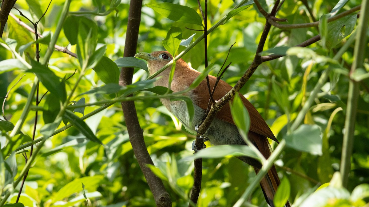 Mexican Squirrel-Cuckoo - ML645364039