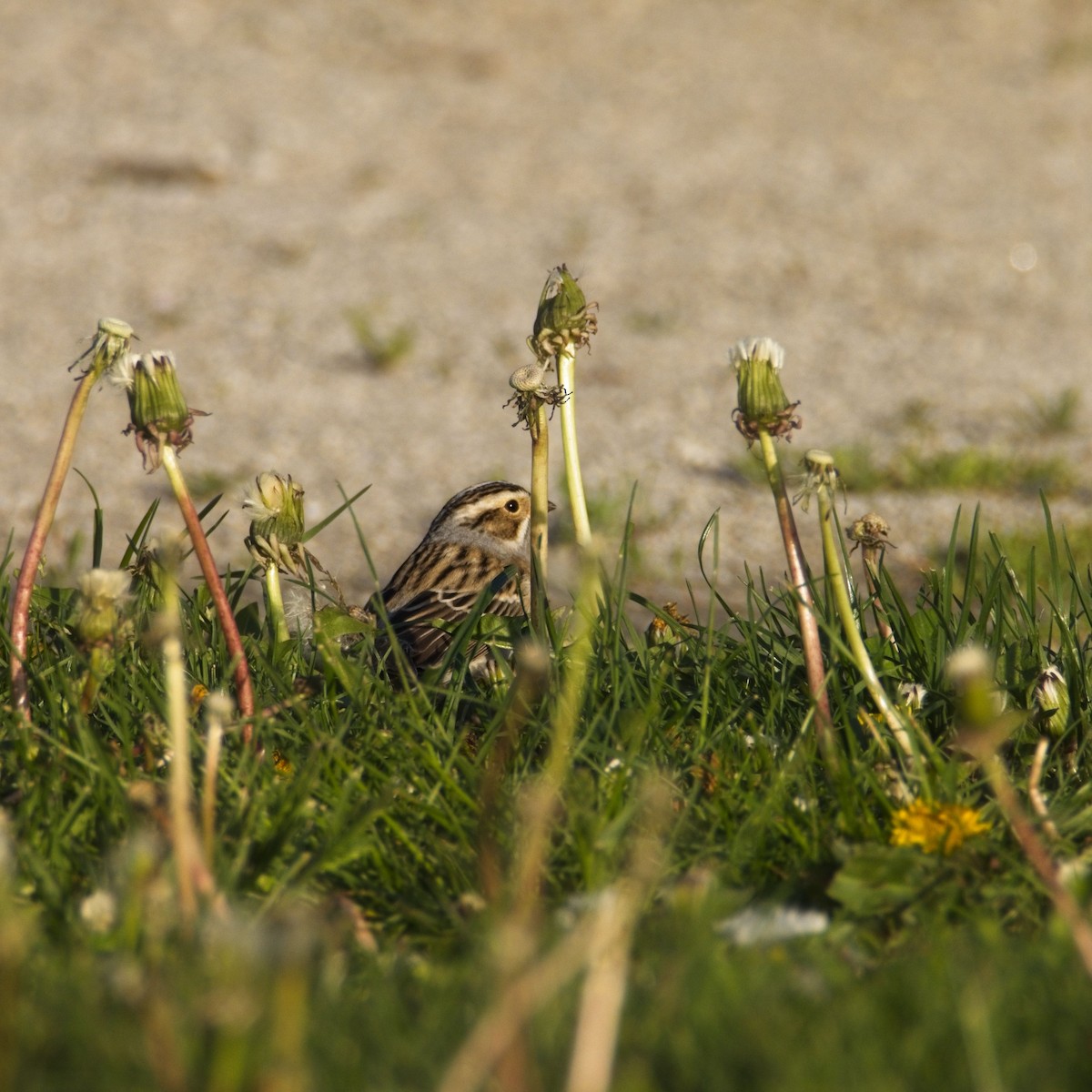 Clay-colored Sparrow - ML645364044