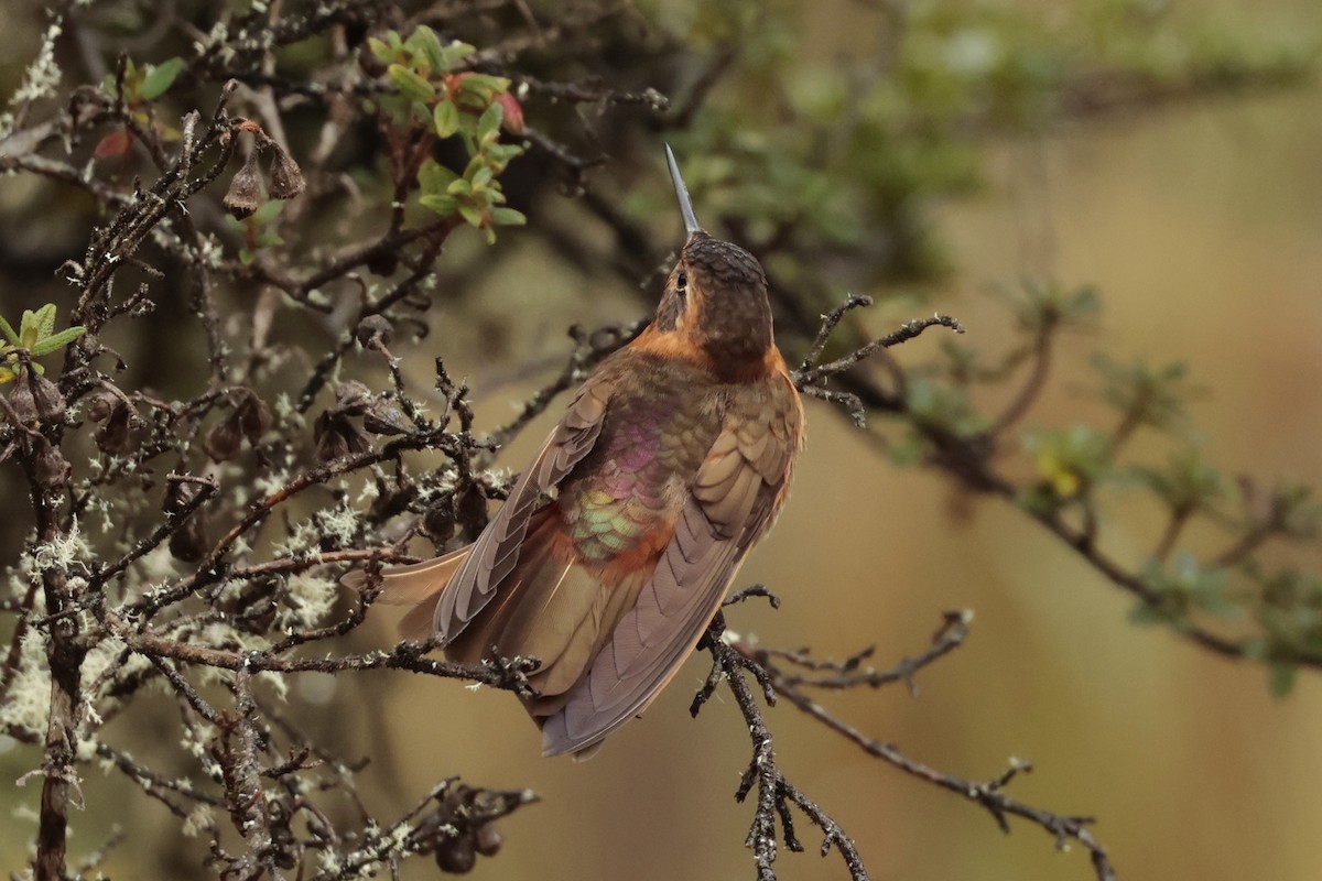 Shining Sunbeam - ML645364045