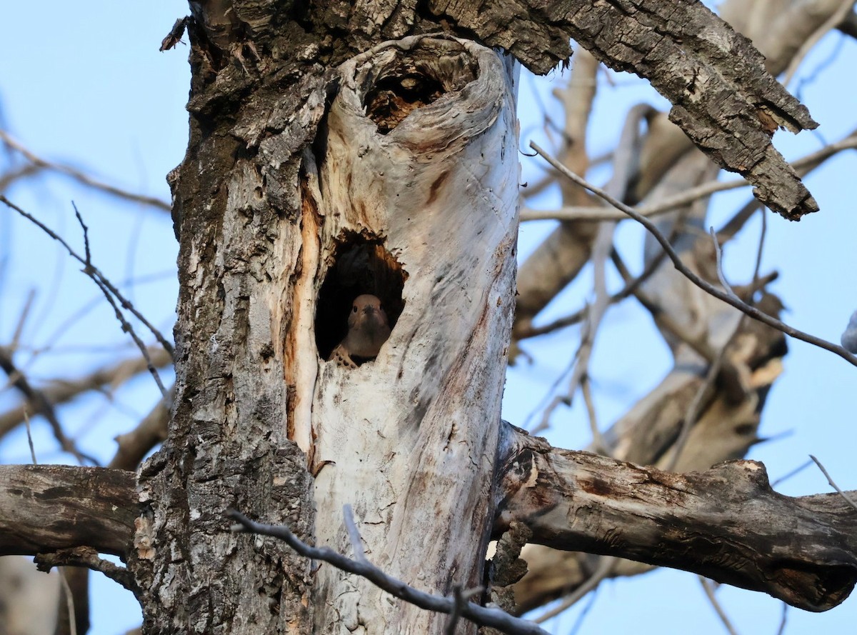 Northern Flicker - ML645364047