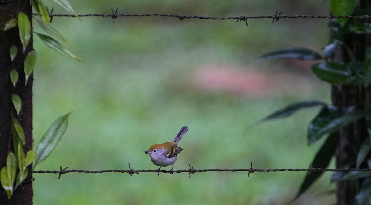 lesňáček rezavoboký - ML645364048