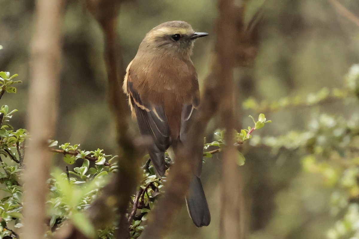 Brown-backed Chat-Tyrant - ML645364053